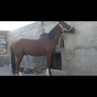 اسب کرد نریان عالی خوش هیکل یورقه|اسب و تجهیزات اسبسواری|تبریز, |دیوار