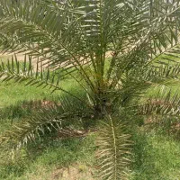 درخت نخل پیارم ۴ ساله و پاجوش زاهدی|خدمات باغبانی و درختکاری|بندرعباس, |دیوار