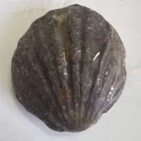 فسیل صدف