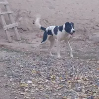 واگذاری سرابی|سگ|بستان آباد, |دیوار