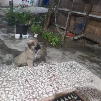 توله. سراب وخراسانی|سگ|آمل, |دیوار