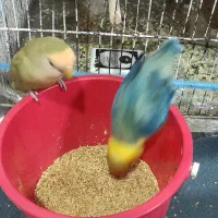 طوطی کوتوله برزیلی|پرنده|برازجان, |دیوار