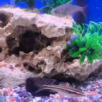 ماهی تترا|ماهی|صحنه, |دیوار