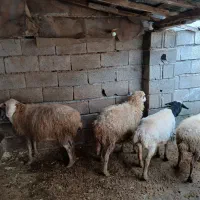 گوسفندو بزوبزغاله