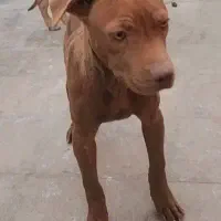 توله سگ بیتبول|سگ|زاهدان, |دیوار