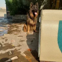سگ موبلند