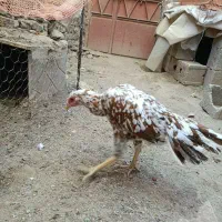 ۳جوجه خروس و مرغ نسل لاری|حیوانات مزرعه|تهران, امام زاده حسن|دیوار