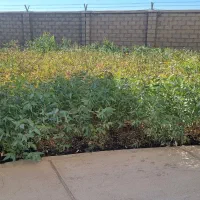 فروش عمده نهال دو ساله اکالیپتوس تعاونی