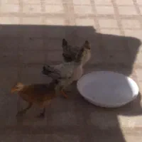 مرغ وجوجه