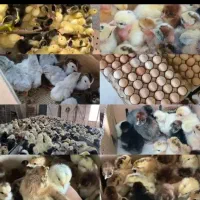 فروش ویژه ای جوجه یک روزه بقلمون بیوتی ،