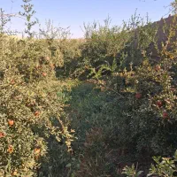 فروش انار|خوردنی و آشامیدنی|میبد, |دیوار