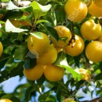 سرکارگرکارهای کشاورزی حسینی