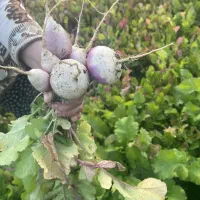 فروش چغندر|خوردنی و آشامیدنی|سرخرود, |دیوار