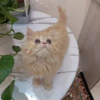 گربه پرشین گارفیلدی اصیل