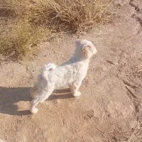 توله اشپیدز گوش افتاده (تک)