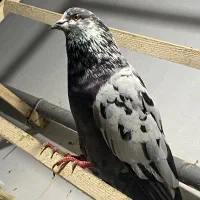 فروش فوری کفتر درجه ۱ جوجه کشی وپرش|پرنده|نوشهر, |دیوار