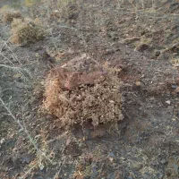 کاه نخود خورد شده