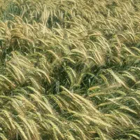 علوفه ترتیکاله