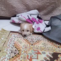 واگذاری سگ مالتیپو نربا وسایل کامل