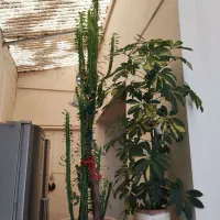 چند عدد گل خانگی|گل و گیاه طبیعی|فلاورجان, |دیوار