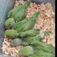 حراج استسنائی جوجه ملنگو و شاه طوطی