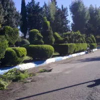 هرس انواع درختان کاج و زینتی و مرکبات