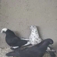 کفتر|پرنده|قم, شهدا|دیوار