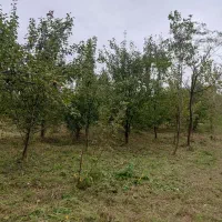 فروش ۲۲۵متر زمین باغی شمال یا معاوضه با خودرو|فروش زمین و ملک کلنگی|تهران, کامرانیه|دیوار