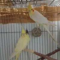 بهترین‌مولد‌‌‌