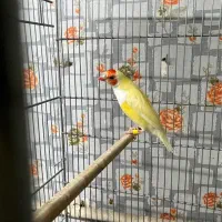 ماده گلدین مست آماده