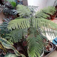 گلهای زیبای اپارتمانی