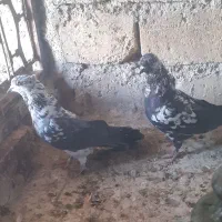 کفتر عالی عالی  کاکولی   دونه ای ۱۵۰