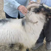 گوسفند