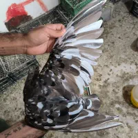 کفتر سرور|پرنده|شیراز, نصر|دیوار