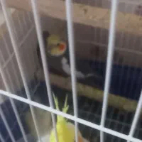 عروس هلندی ۴ ماهه|پرنده|سلماس, |دیوار