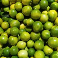 تامین میوه وصیفی جات|خدمات پذیرایی، مراسم|تهران, میدان میوه و ترهبار مرکزی|دیوار