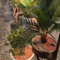 بن سای سیکاس