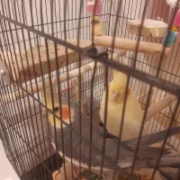 عروس هلندی نرو ماده مولد جفت سالم بدون قفس