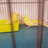 فروش مرغ عشق ،انگلیسی گرید بالا لوتینو،آلبینو،|پرنده|شیراز, گلشن|دیوار