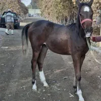 اسب|اسب و تجهیزات اسب‌سواری|چهارباغ, |دیوار