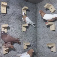 تعدادی رنگی|پرنده|شیراز, کوشک میدان|دیوار