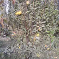 نهال و درخت درختچه های 6وهفت ساله شاخه دار|خدمات باغبانی و درختکاری|تهران, راه آهن|دیوار