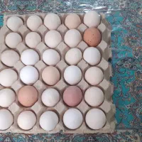 تخم مرغ ارگانیک