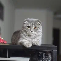 واگذاری گربه اسکاتیش|گربه|تهران, سردارجنگل|دیوار