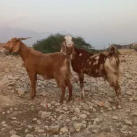 ۳ عدد بز درجه یک خوب|حیوانات مزرعه|خورموج, |دیوار