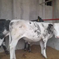 گوساله بلژیکی