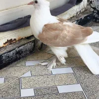 کبوتر|پرنده|دهدشت, |دیوار