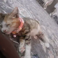 بچه گربه