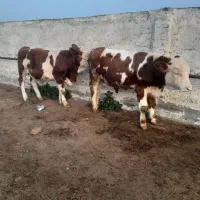 فروش گوساله|حیوانات مزرعه|قزوین, |دیوار