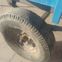 تریلی برای تراکتور و ماشین